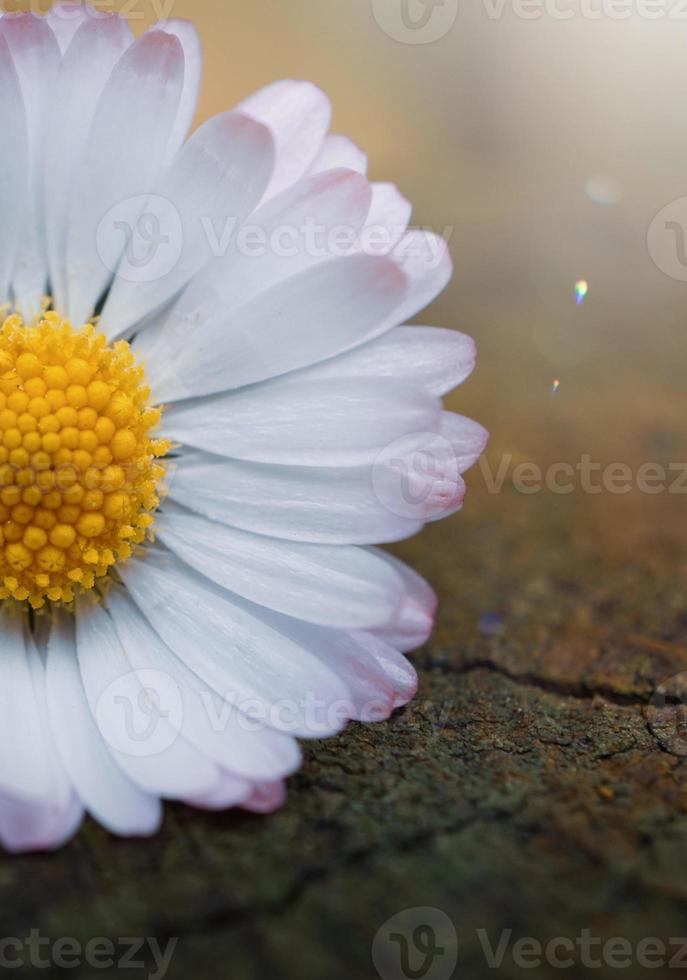 romantische gänseblümchenblume in der frühlingssaison foto