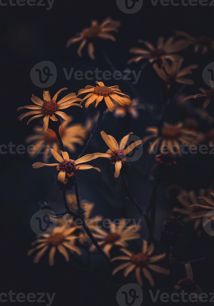 romantische gelbe Blume in der Frühlingssaison foto