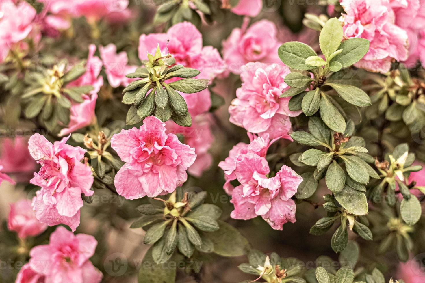 Hintergrund aus rosa Rhododendronblüten. Frühlingsblüte foto