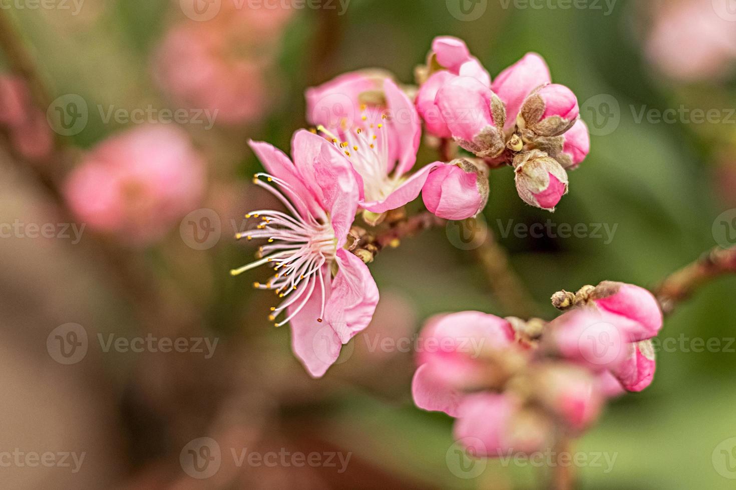 schöner Blumenfrühlingszusammenfassungsnaturhintergrund. Zweige mit rosa Kirschblüten, Sakura. für Oster- und Frühlingskarten mit Textfreiraum foto