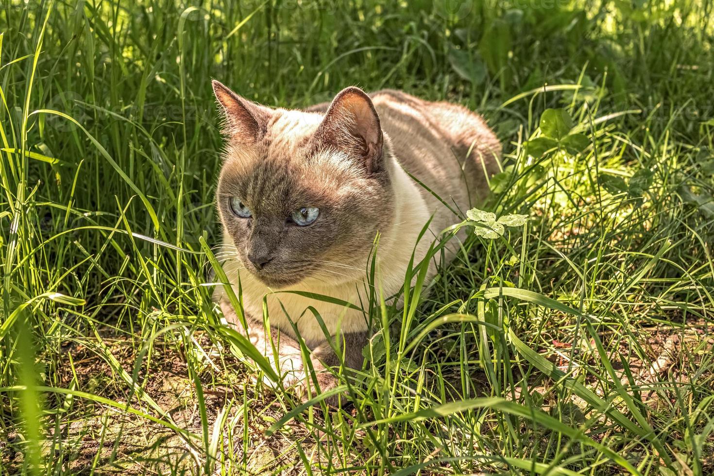 siamesische blauäugige flauschige Katze liegt auf grünem Gras im Garten. Sommerzeit foto