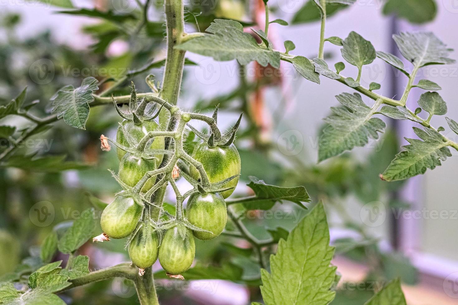 Grüne unreife Tomaten hängen an einem Buschzweig in einem Gewächshaus. Ernte- und Gartenkonzept foto
