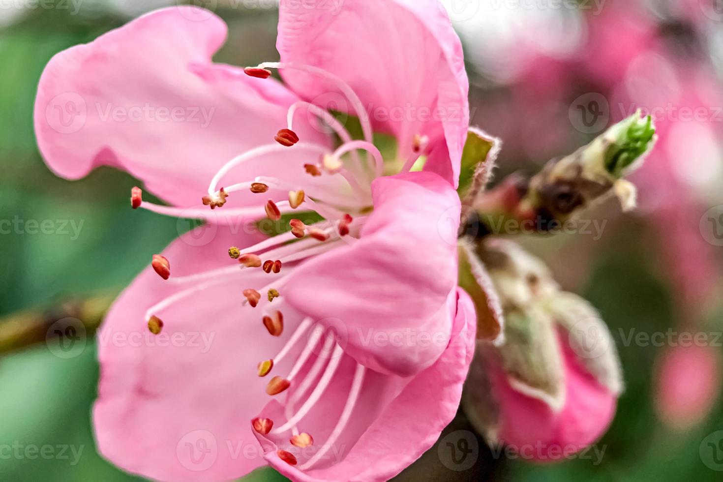 eine Makrofotografie einer rosa Kirschblüte. Sakura-Blüte foto