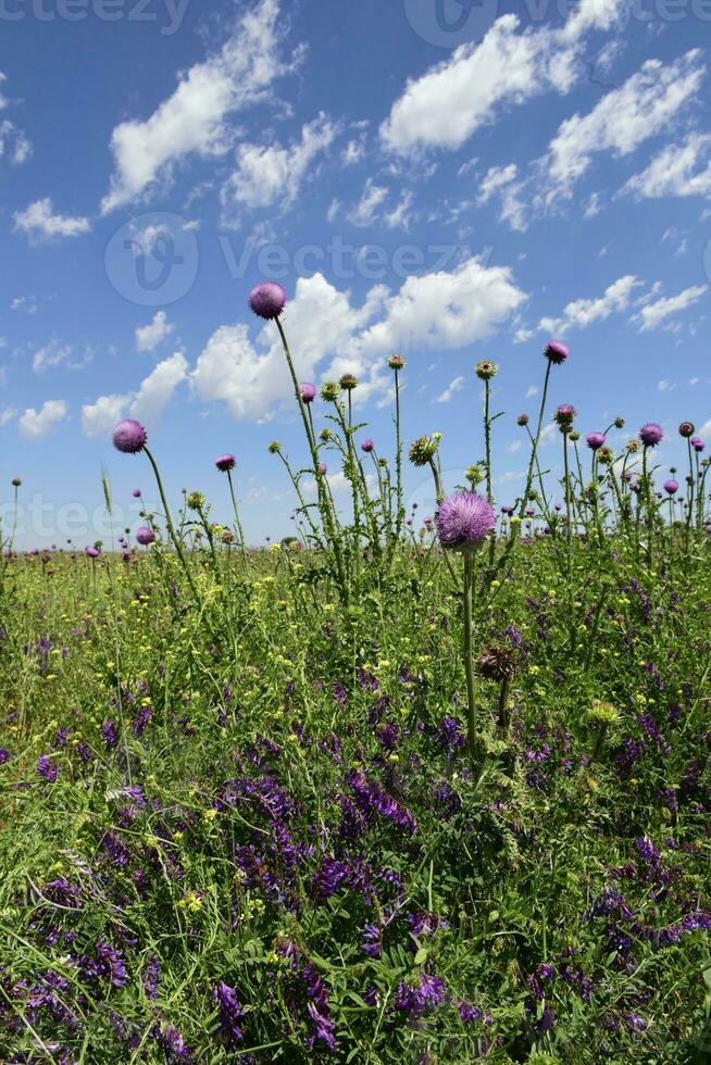 Blume Feld im Pampas, Argentinien foto