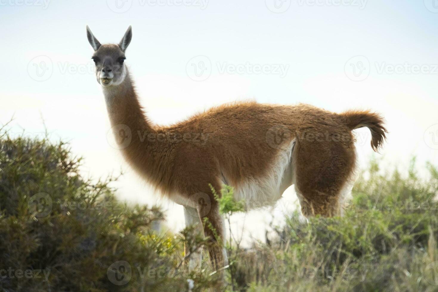 Guanaco Tier im das wild, Pampas, Argentinien foto