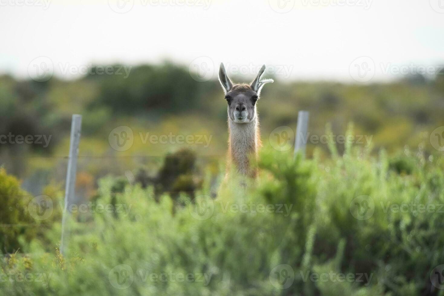 Guanaco Tier im das wild, Pampas, Argentinien foto