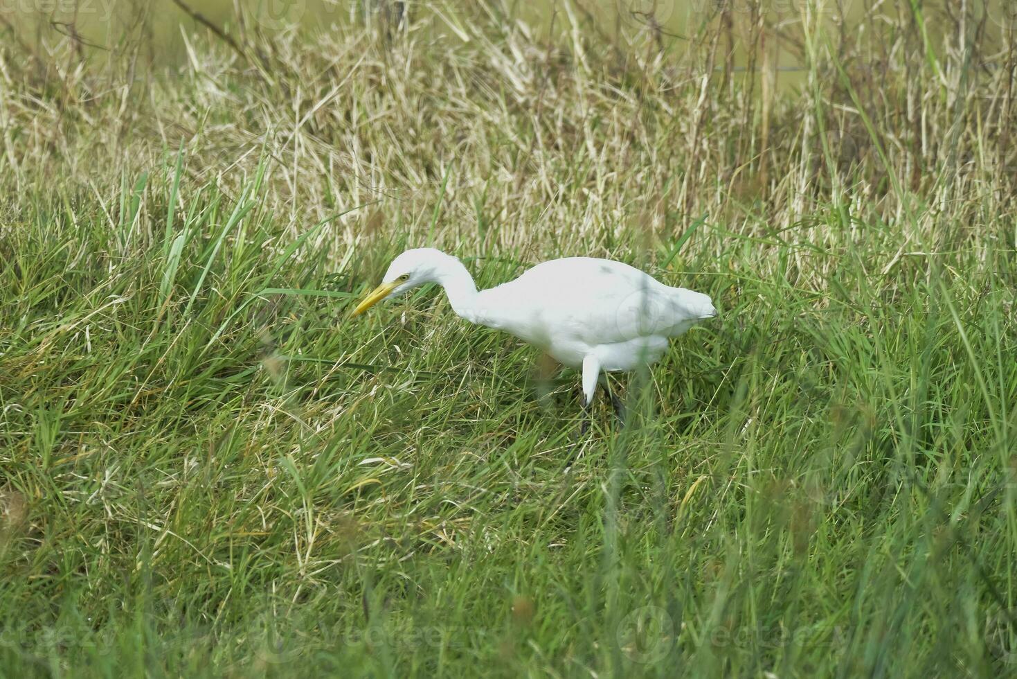 Reiher Vogel im las Pampas, Argentinien foto