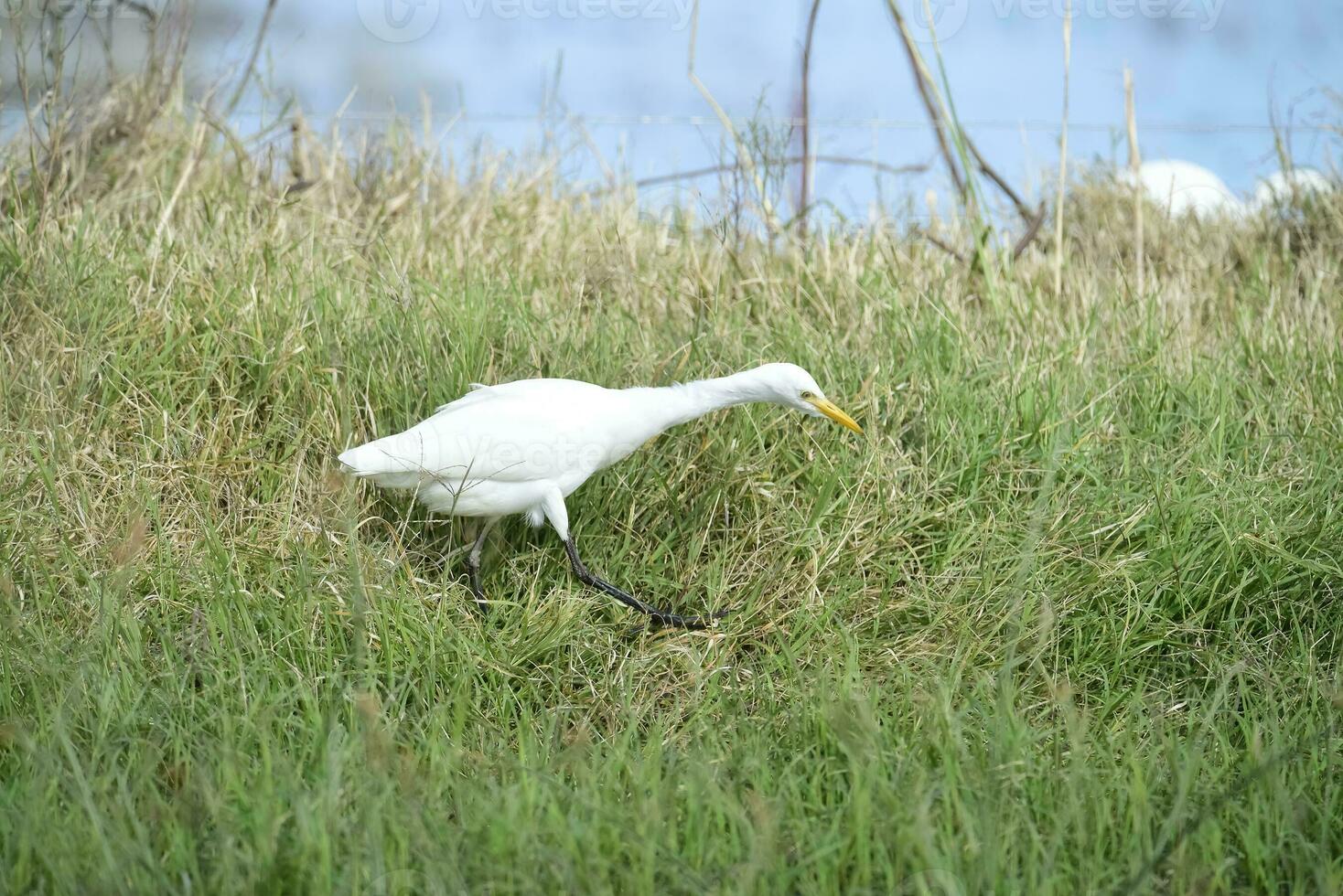 Reiher Vogel im las Pampas, Argentinien foto