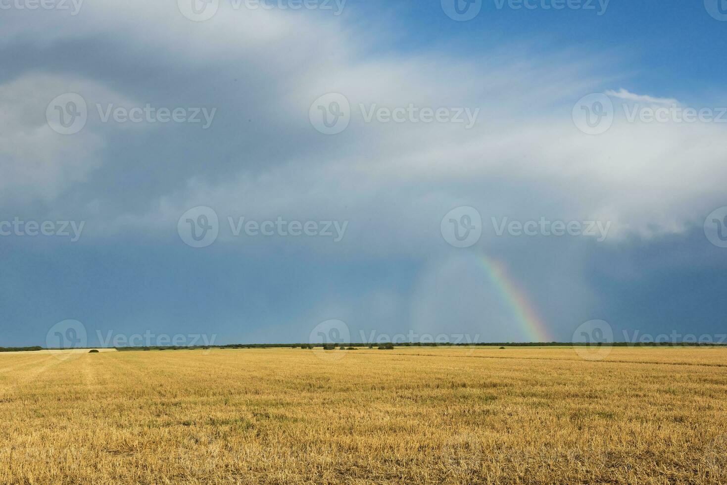 Regenbogen Über das Bäume foto