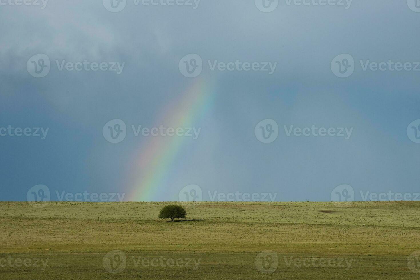 Regenbogen Über das Bäume foto