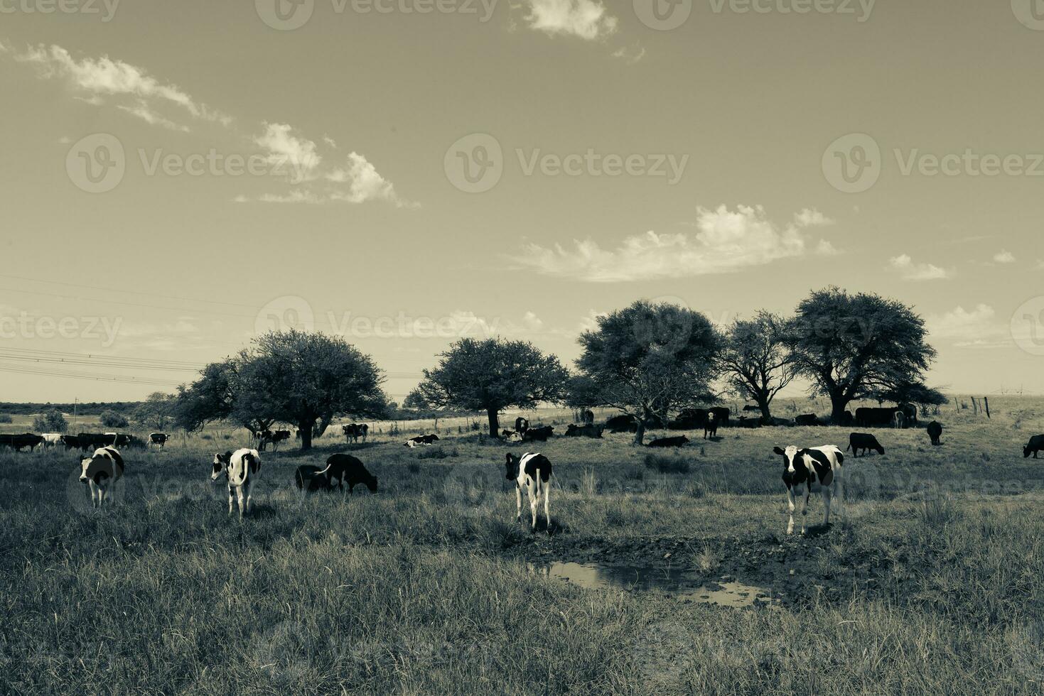 Stier Zucht im das Argentinien Landschaft foto