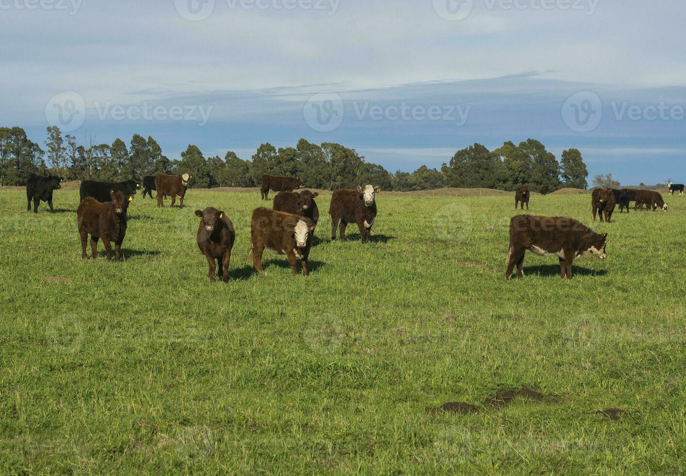 Stier Zucht im das Argentinien Landschaft foto