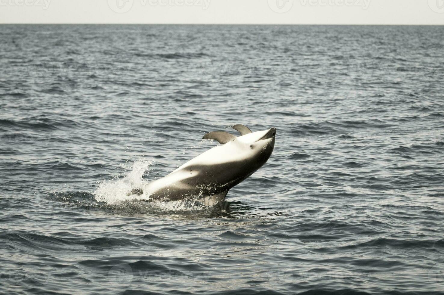 Delphin im Wasser foto