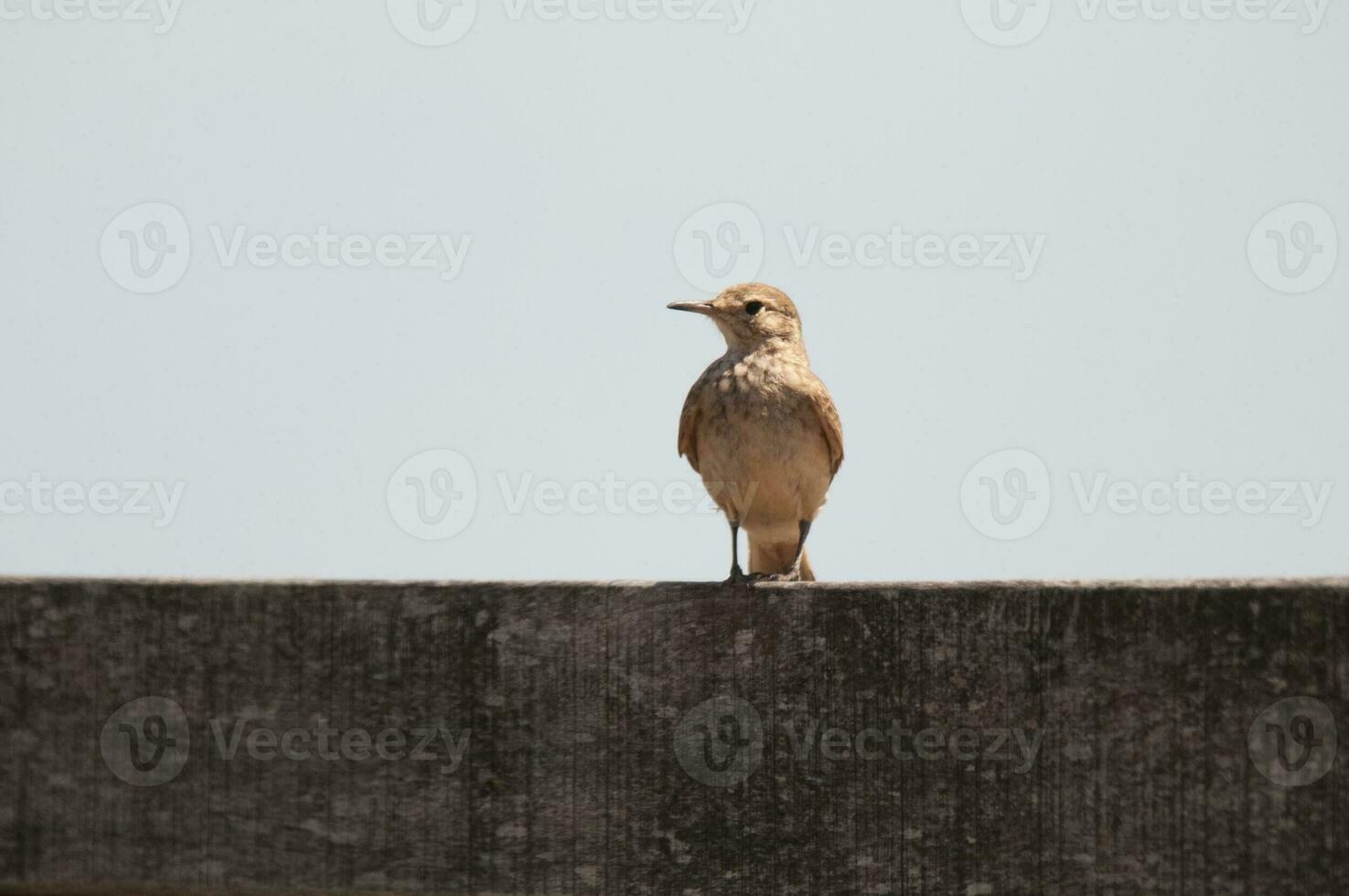 wenig Vogel im Argentinier Pampas foto