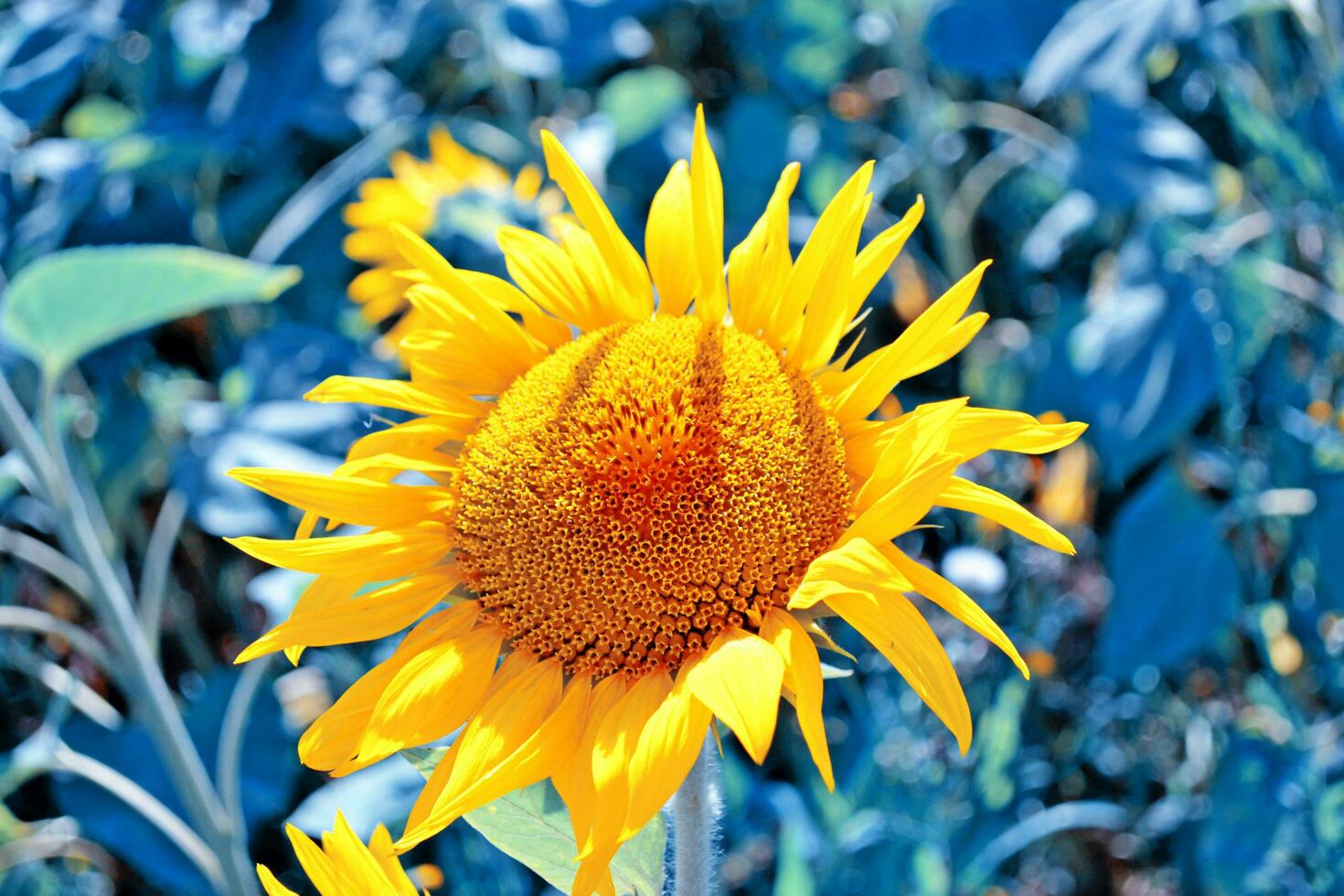 hell bunt Blume Sonnenblume auf Hintergrund Sommer- Landschaft foto