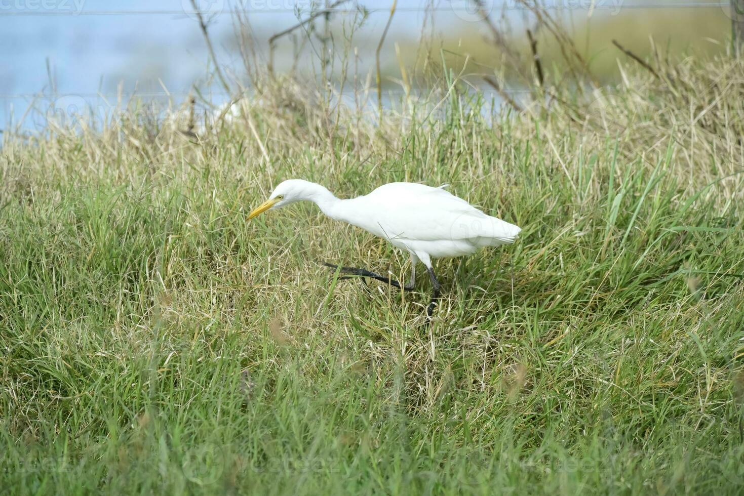 Reiher Vogel im la Pampa, Argentinien foto