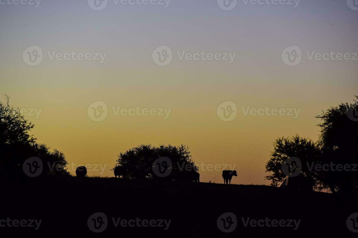 Stier Zucht im das Argentinien Landschaft foto