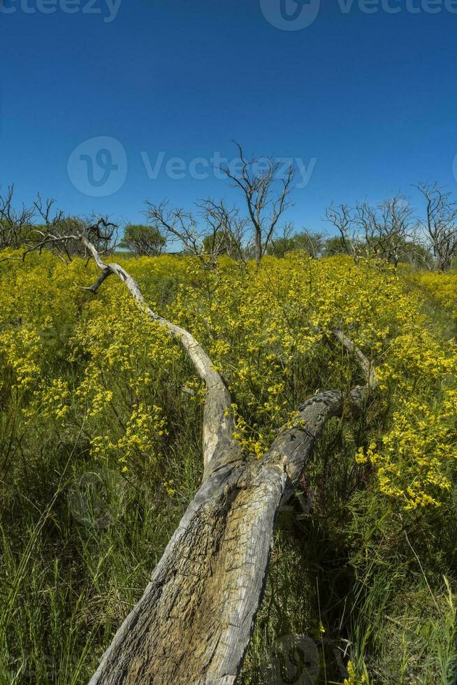 Argentinier Vegetation Pampas Aussicht foto