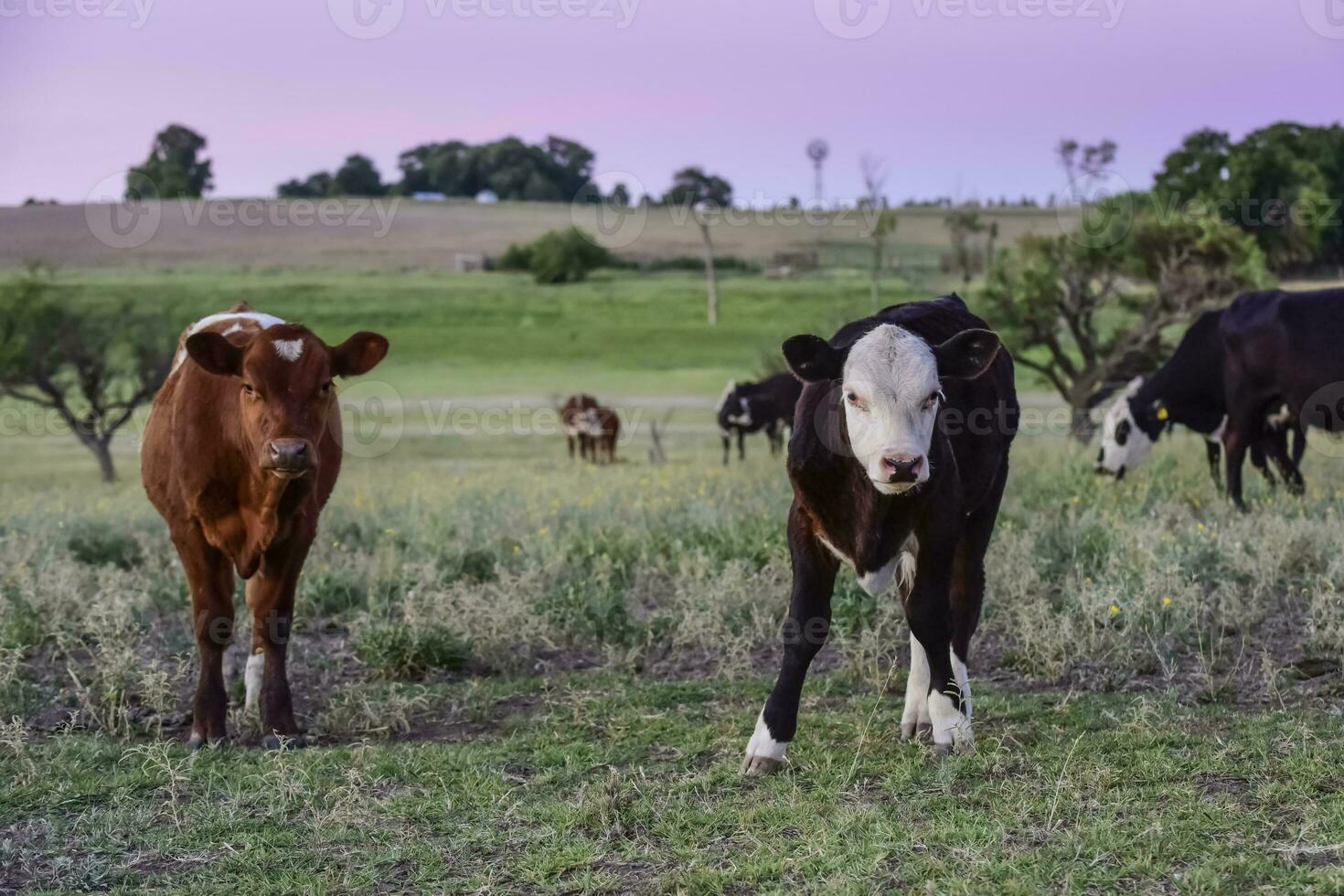 Stier Zucht im das Argentinien Landschaft foto