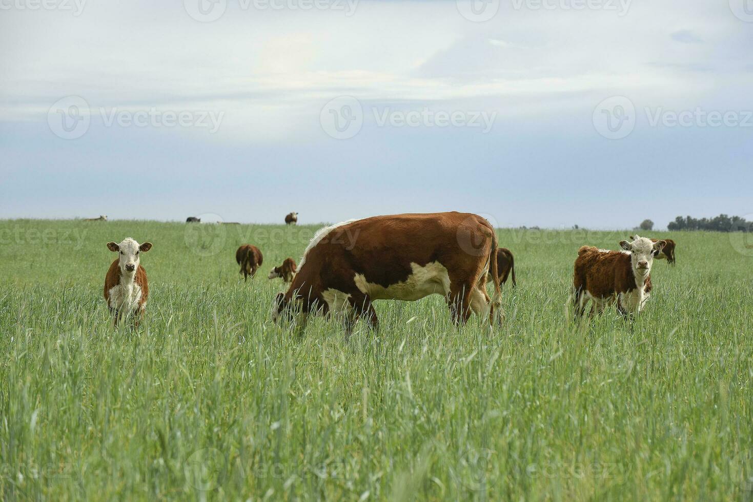 Stier Zucht im das Argentinien Landschaft foto