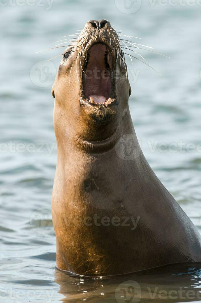 Dichtungen im Patagonien foto