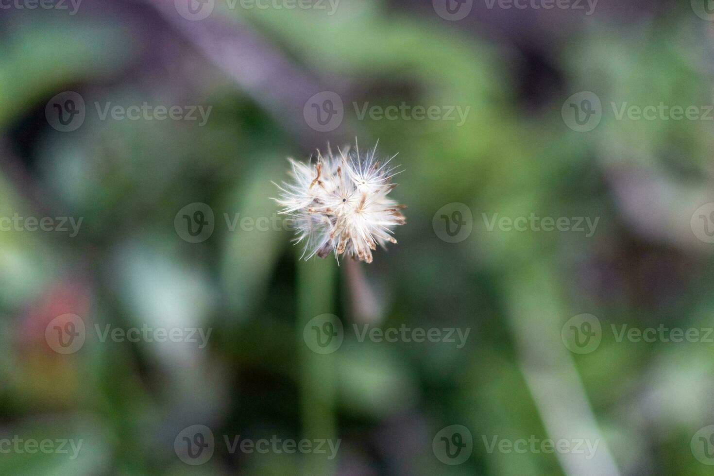 Weiß Gras Blumen verwischen Hintergrund foto