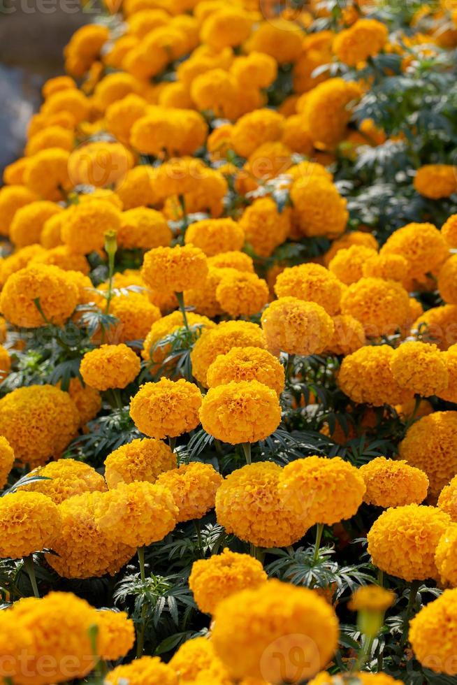 schöne gelbe und orange blüten foto