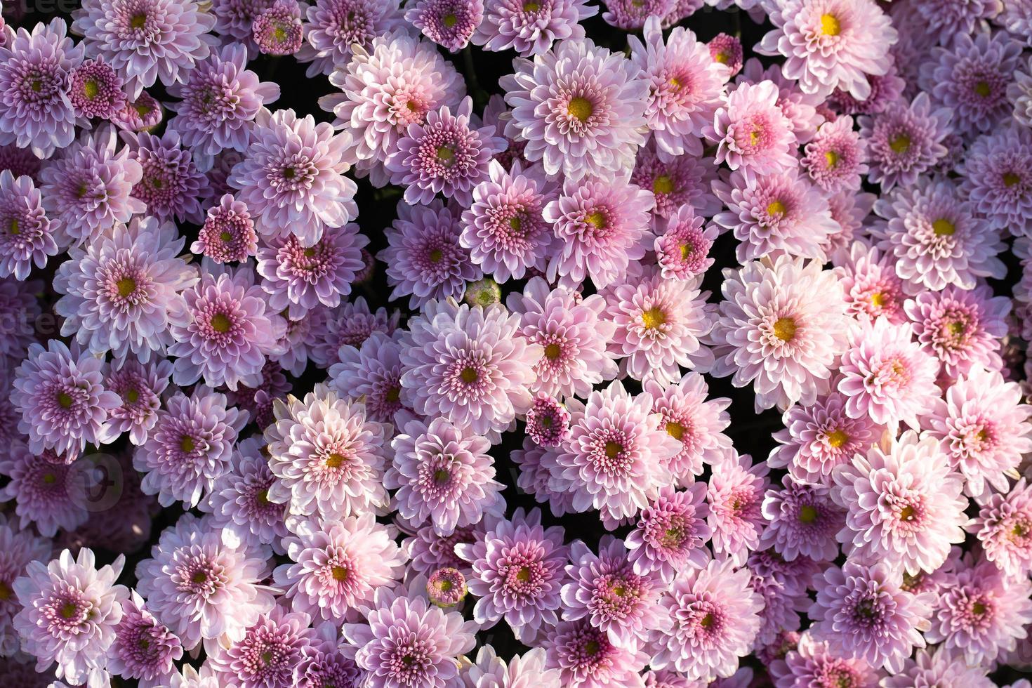 Nahaufnahme eines Straußes aus rosa Chrysanthemenblüten in einem Topf im Garten foto