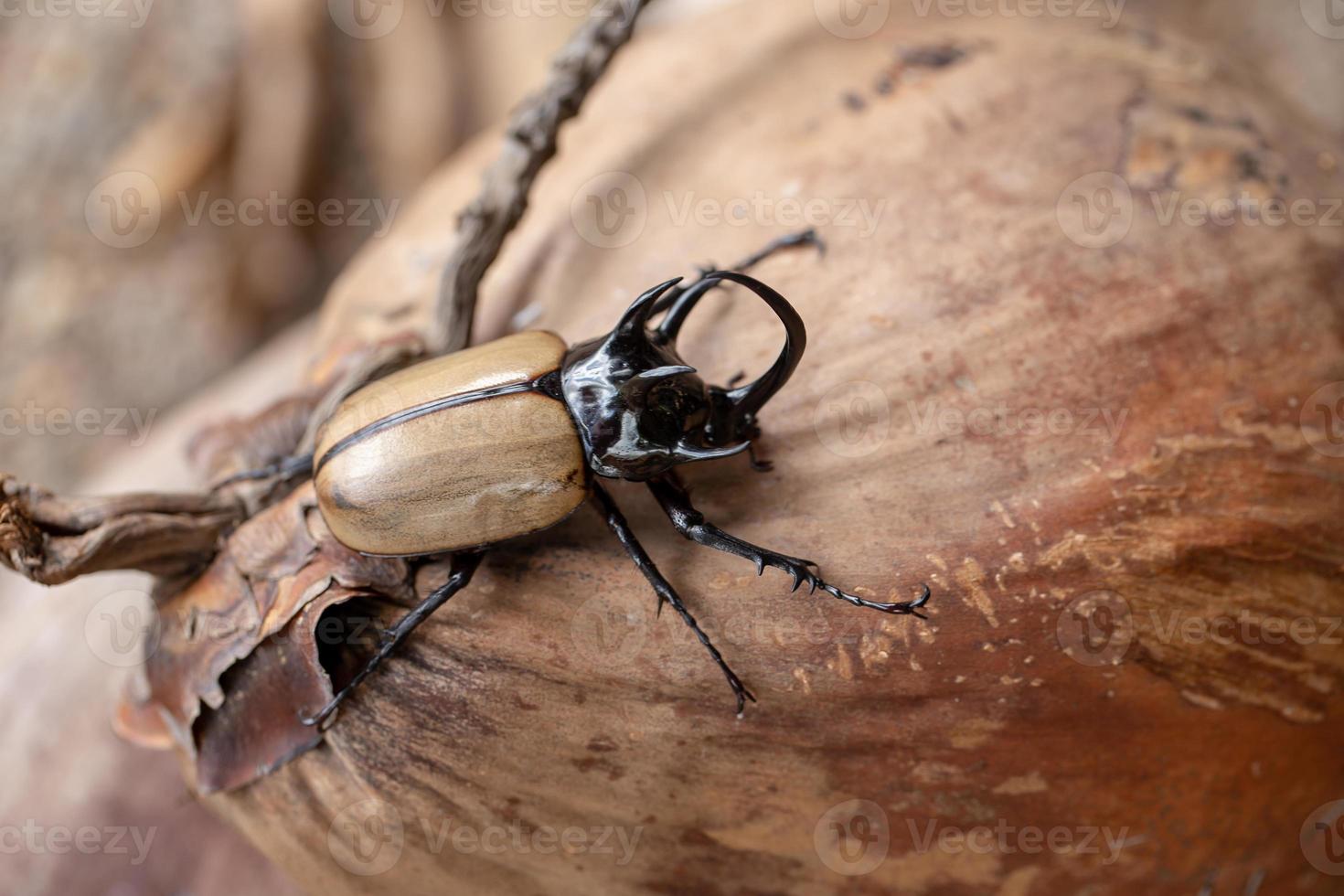 gelber fünf gehörnter Nashornkäfer im Naturhintergrund foto