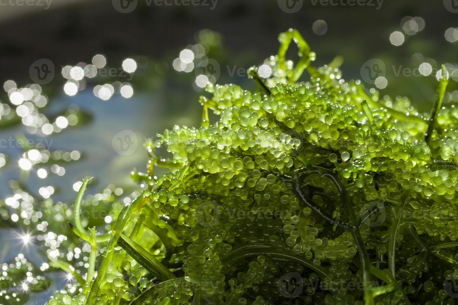 Seetrauben grüner Kaviar Algen gesundes Essen foto