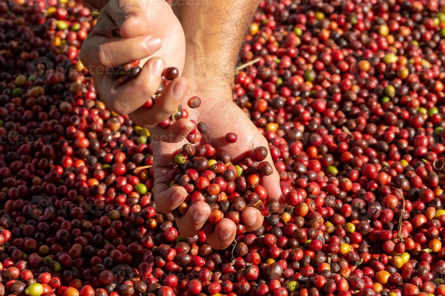 rote Kaffeebohnen Beeren in der Hand und Trocknungsprozess foto