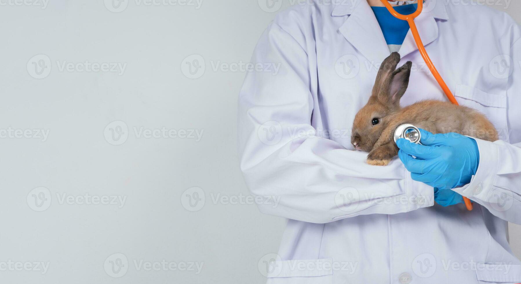 Tierärzte tragen Hase und verwenden Stethoskope zu prüfen das flauschige Hase Herz und Lunge im Kliniken. Konzept von Tier Gesundheitswesen mit ein Fachmann im ein Krankenhaus foto