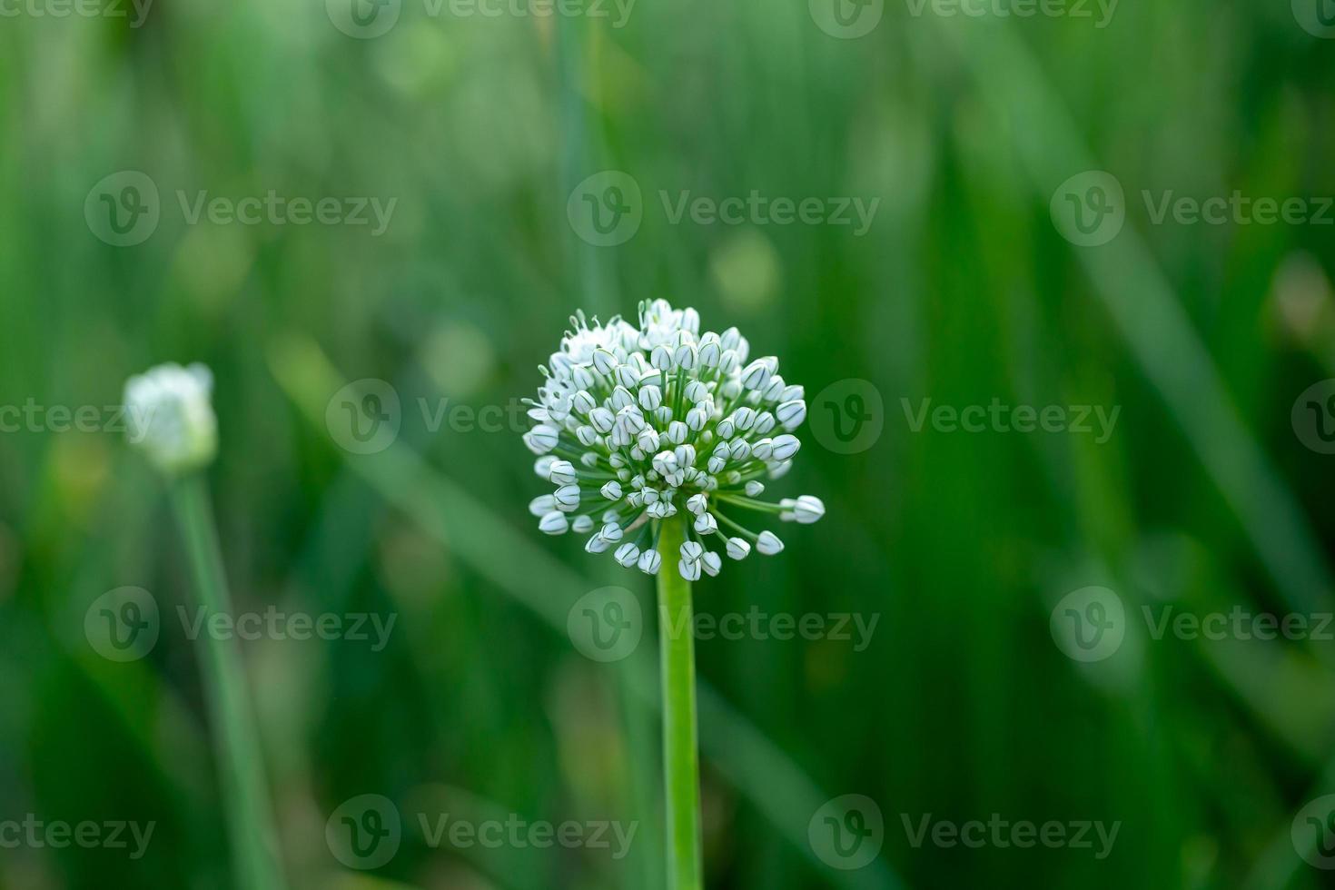 blühende Zwiebelpflanze im Garten Nahaufnahme von weißen Zwiebeln Blumen auf Sommerfeld summer foto