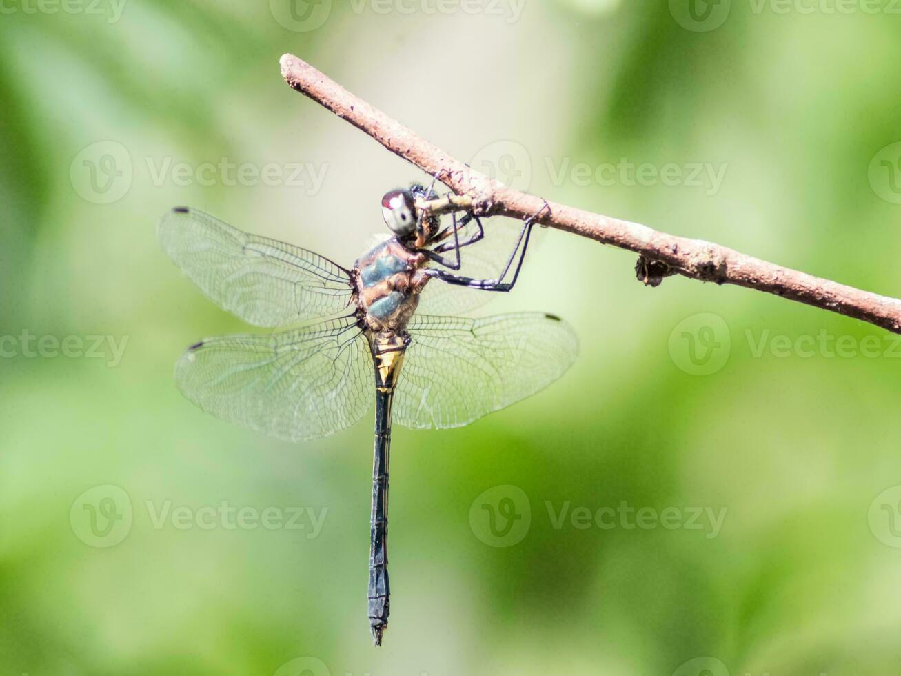 Libelle thront auf einem Ast foto