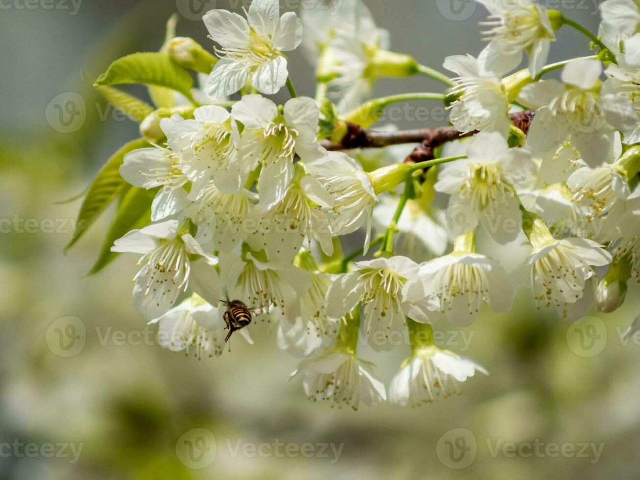 Weiß wild Himalaya Kirsche mit Bienen foto