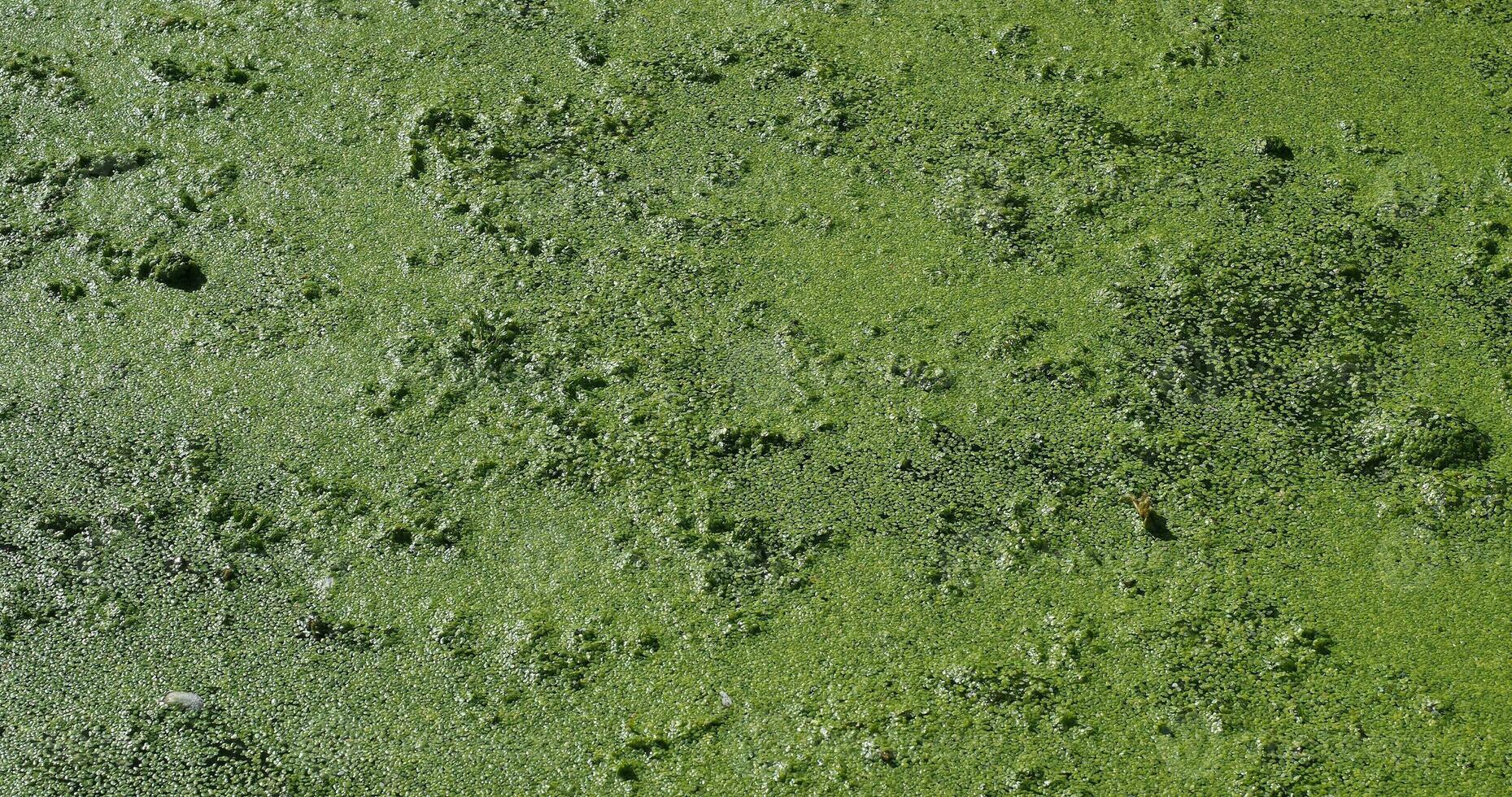 Algen schwimmen auf dem Wasser foto