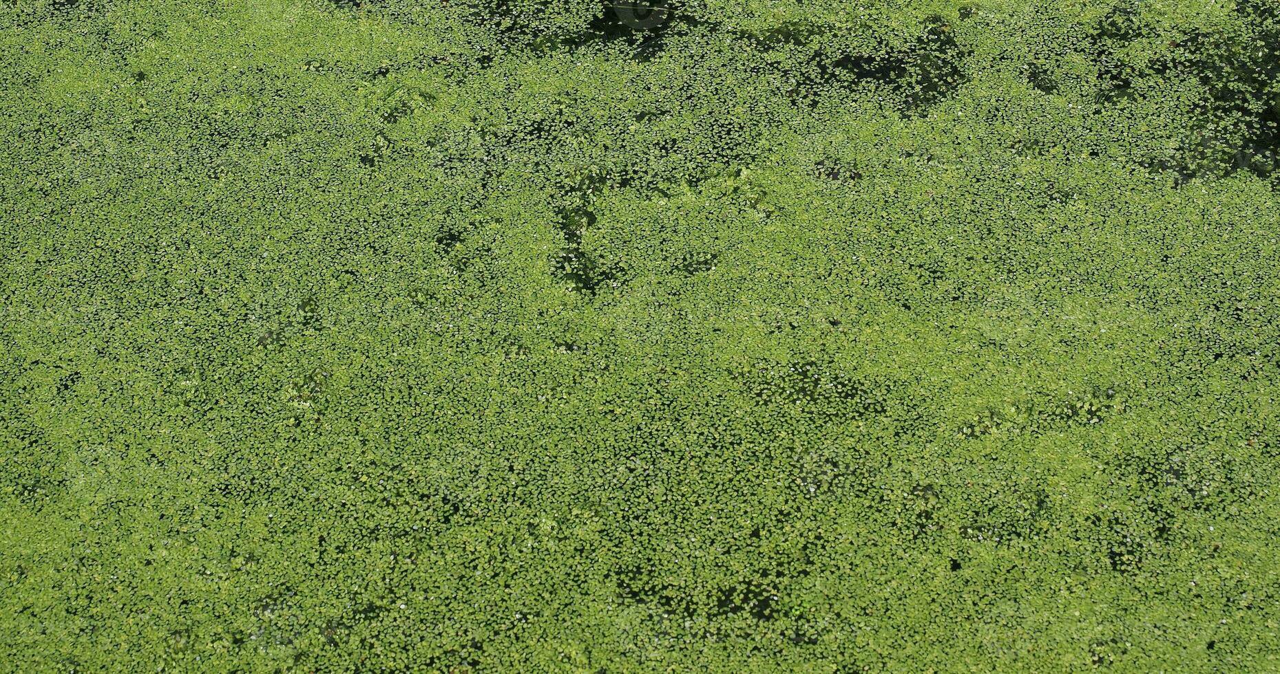 Algen schwimmen auf dem Wasser foto