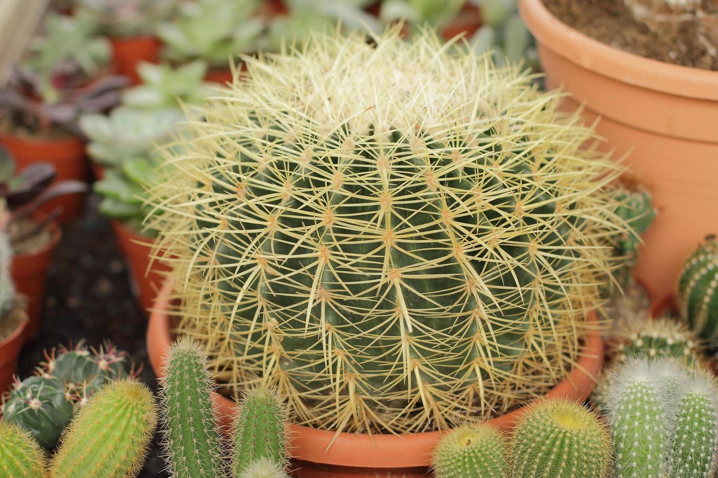 verschiedene Kaktusblüten im Topf foto