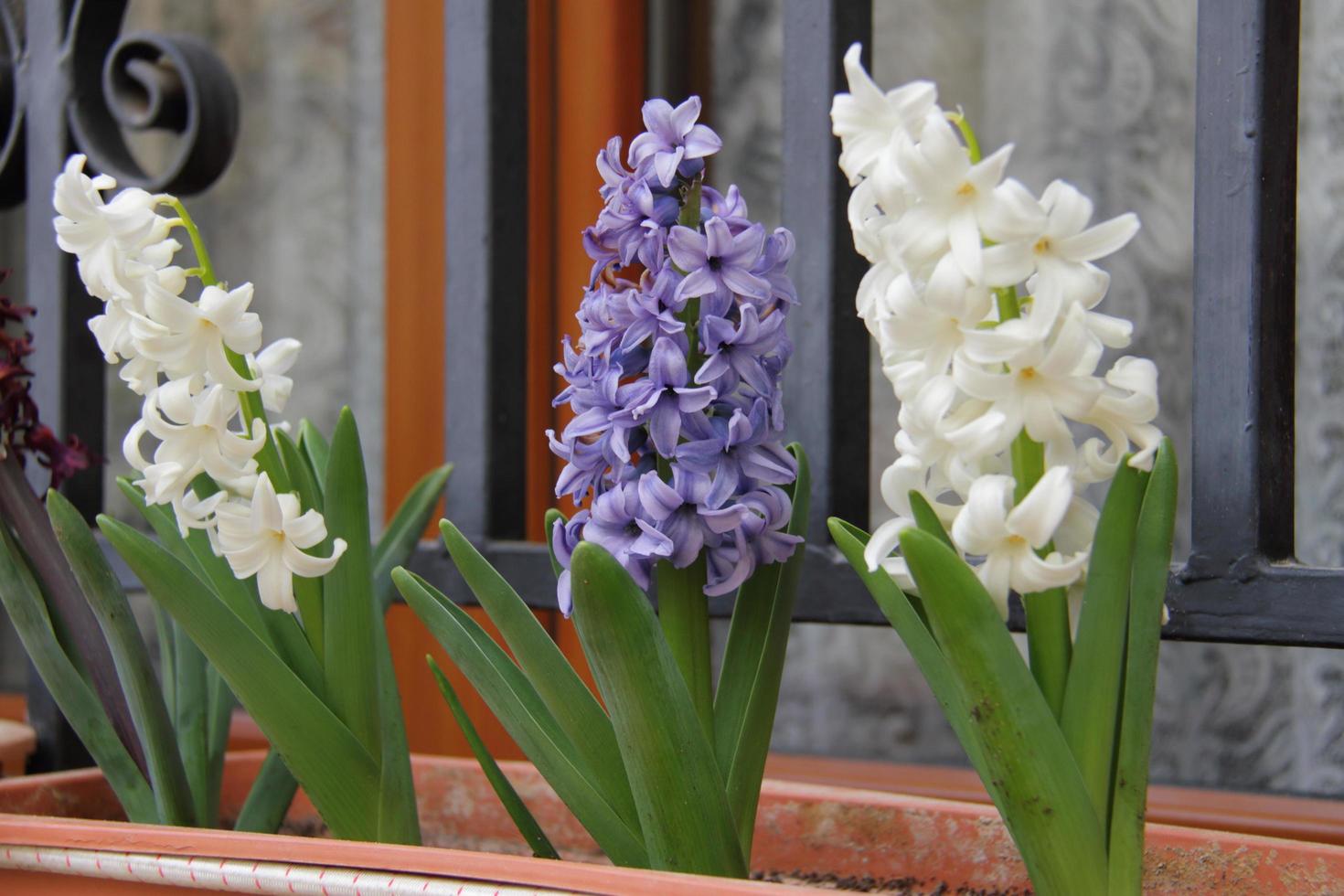 bunte Hyazinthe im Topf am Fenster foto