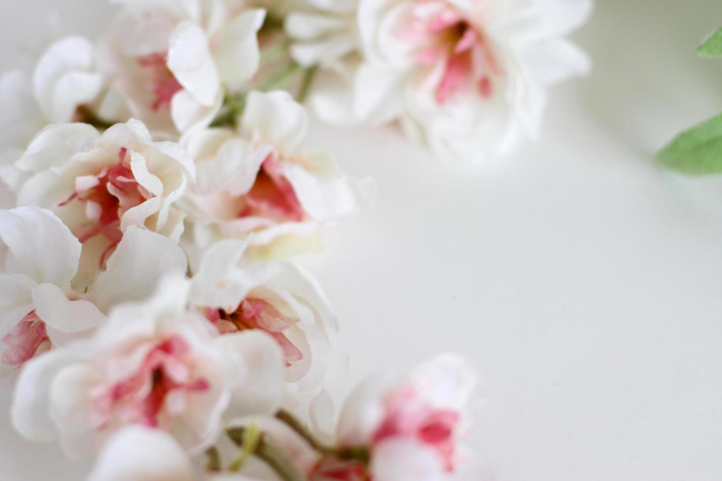 Blumen Zusammensetzung. Rahmen aus weißen zarten Blumen auf weißem Hintergrund. flach legen, Platz kopieren foto