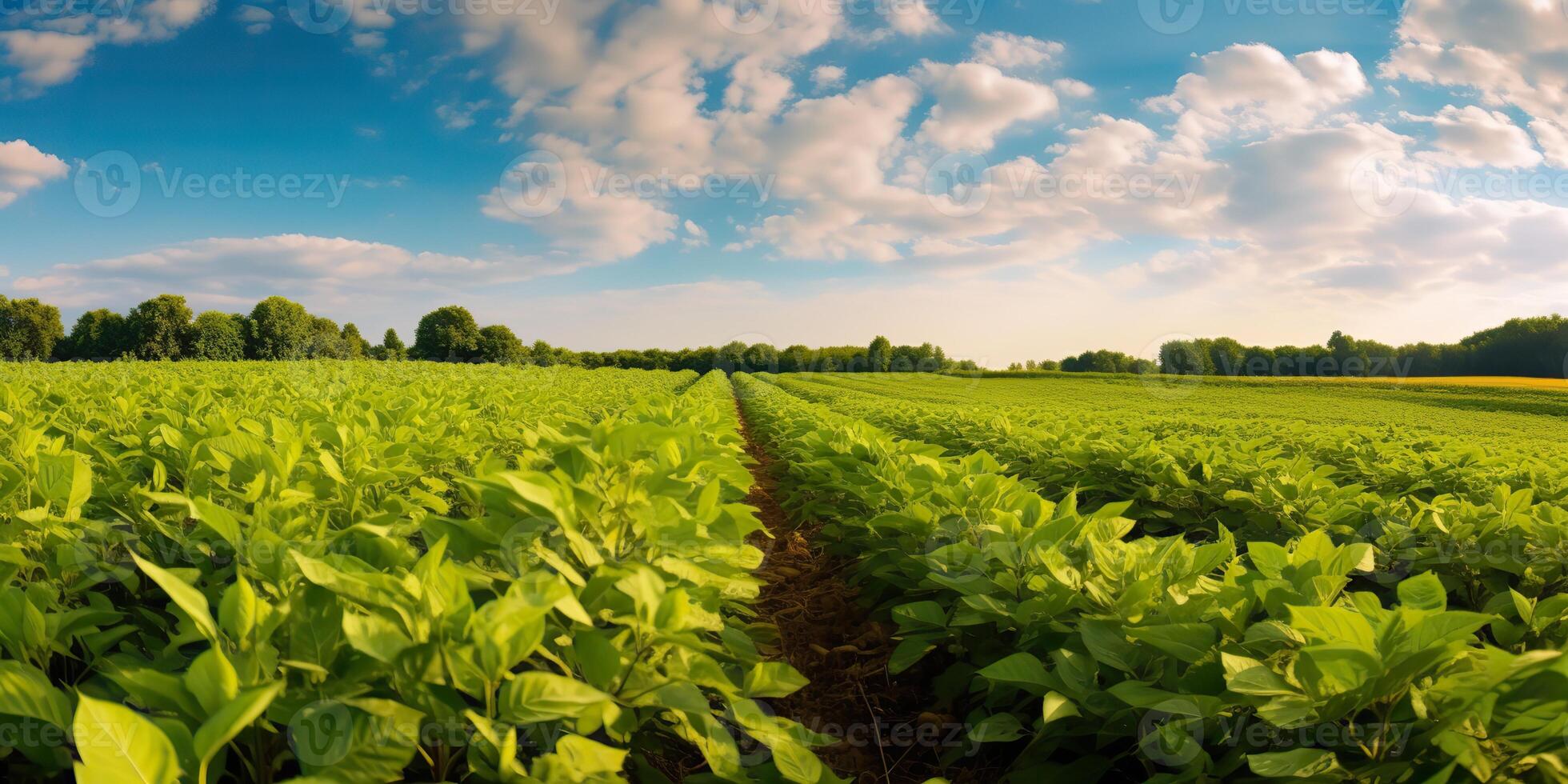 ai generiert. ai generativ. Bauernhof Ernte Grün Sojabohne Feld. draussen Natur Pflanze Gemüse organisch Öko Produkt. Grafik Kunst foto