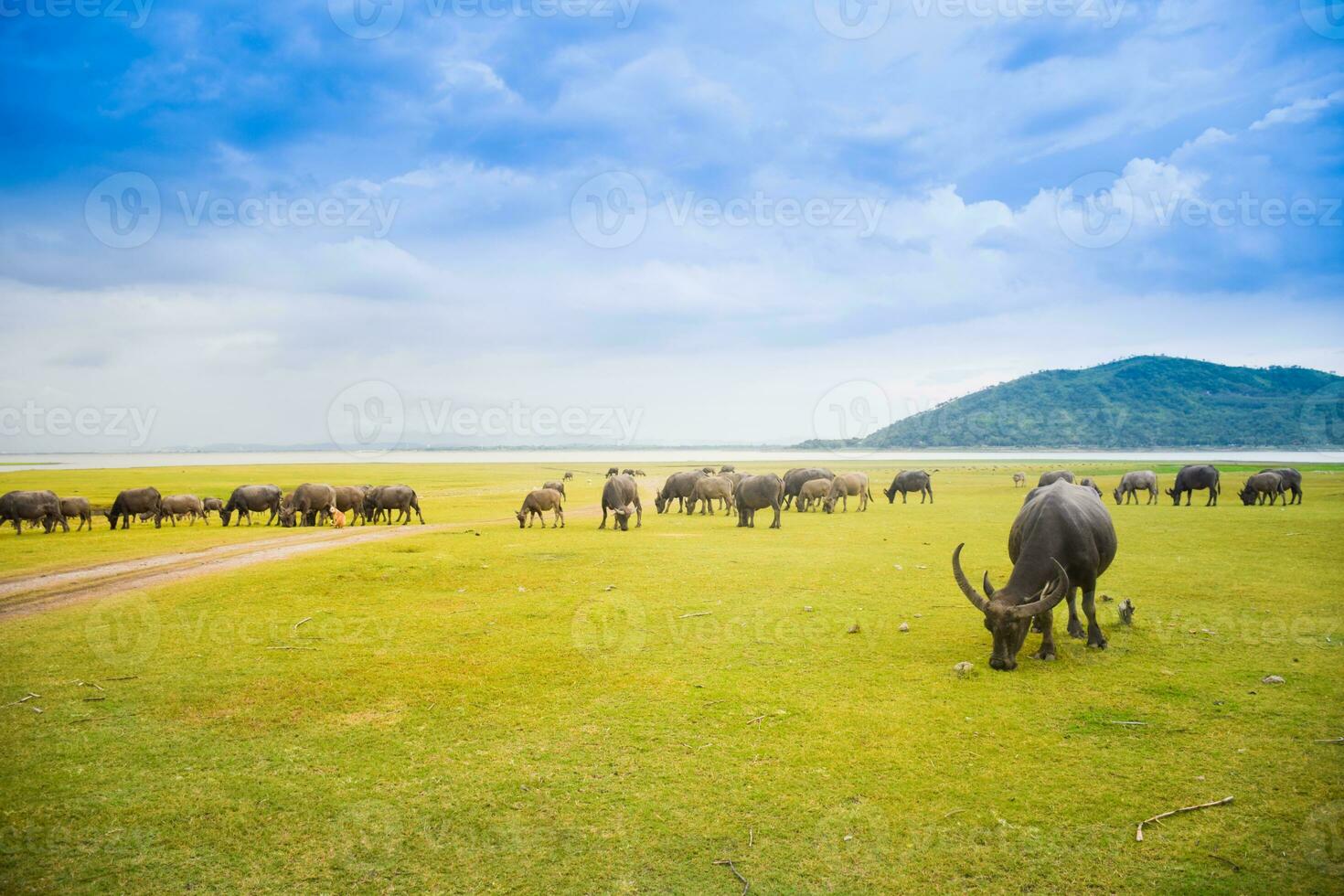 Büffel draussen Bauernhof mit Feld Natur Hintergrund foto