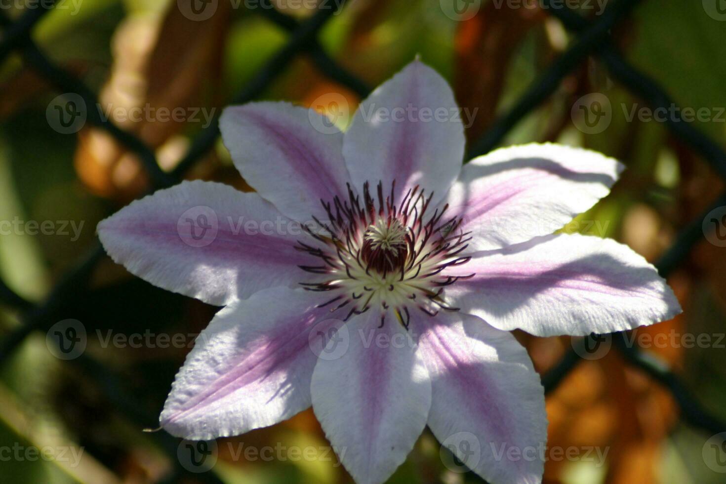 eine Nahaufnahme einer Clematis-Blume foto