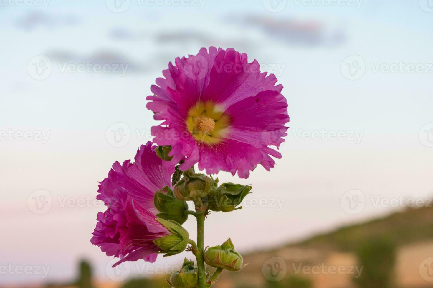 schließen oben Bokeh von violett und Gelb Blume im das Feld foto