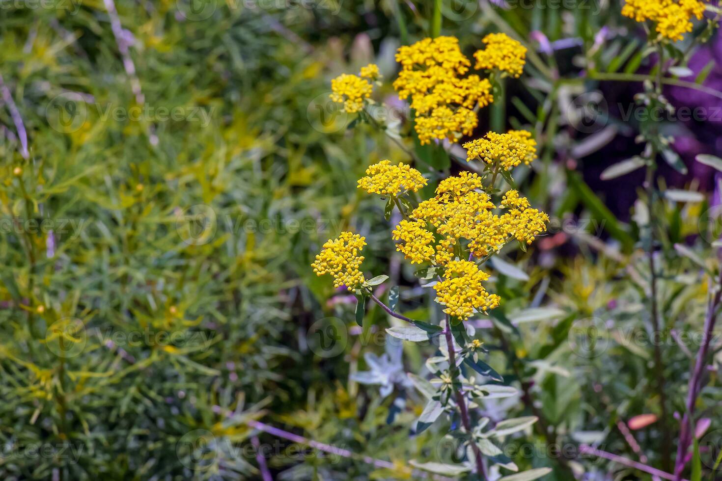 Blühen Gelb Schafgarben, wissenschaftlich Name Achillea Arabica foto