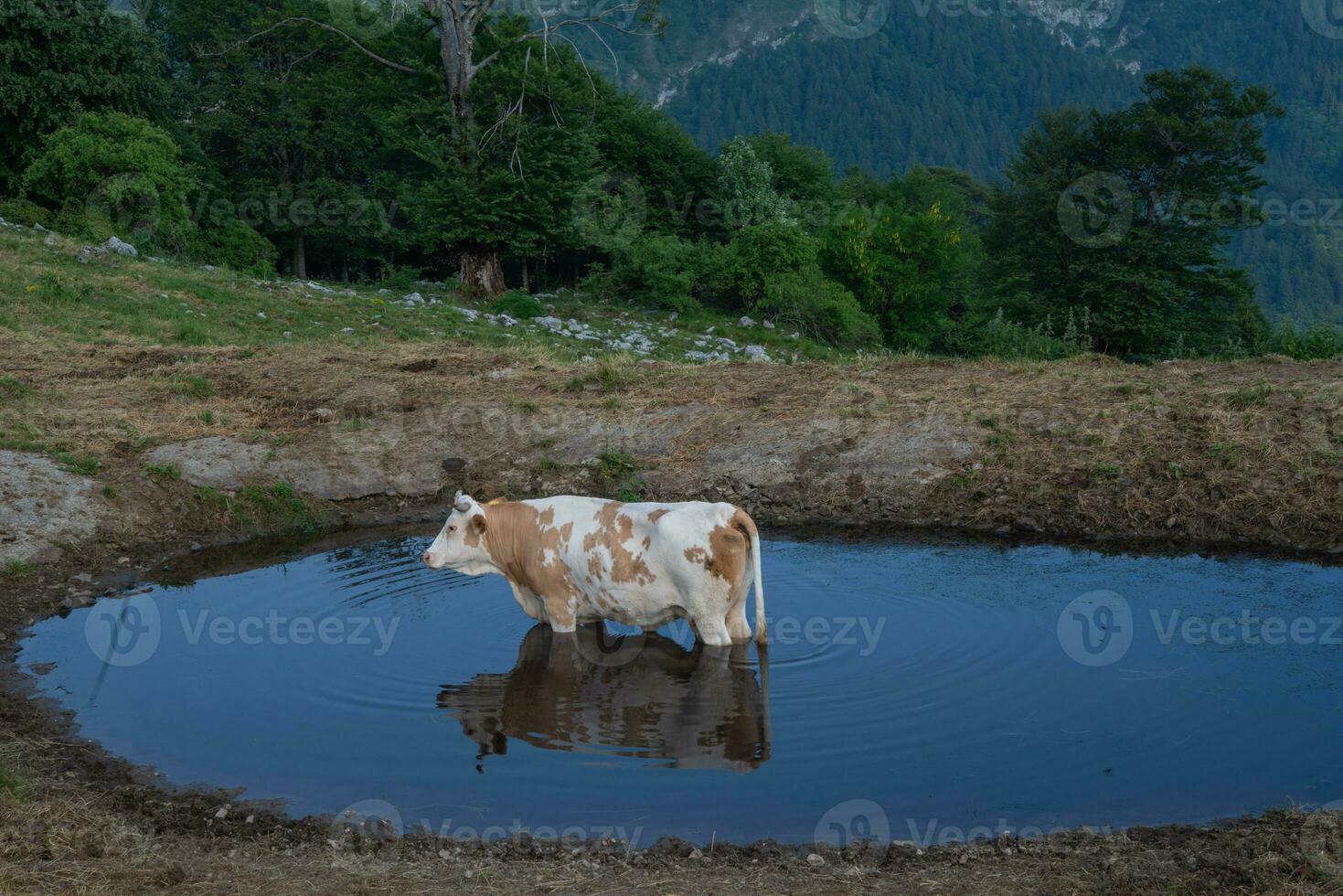 Kuh eingetaucht im das See foto