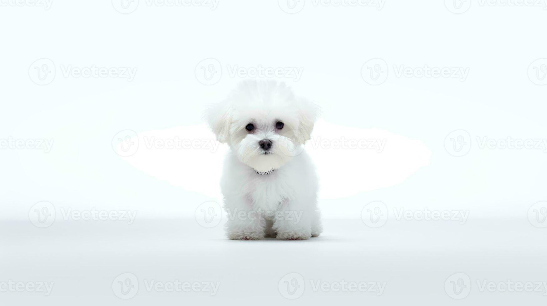 Foto von ein Bichon fise Hund auf Weiß Hintergrund. generativ ai