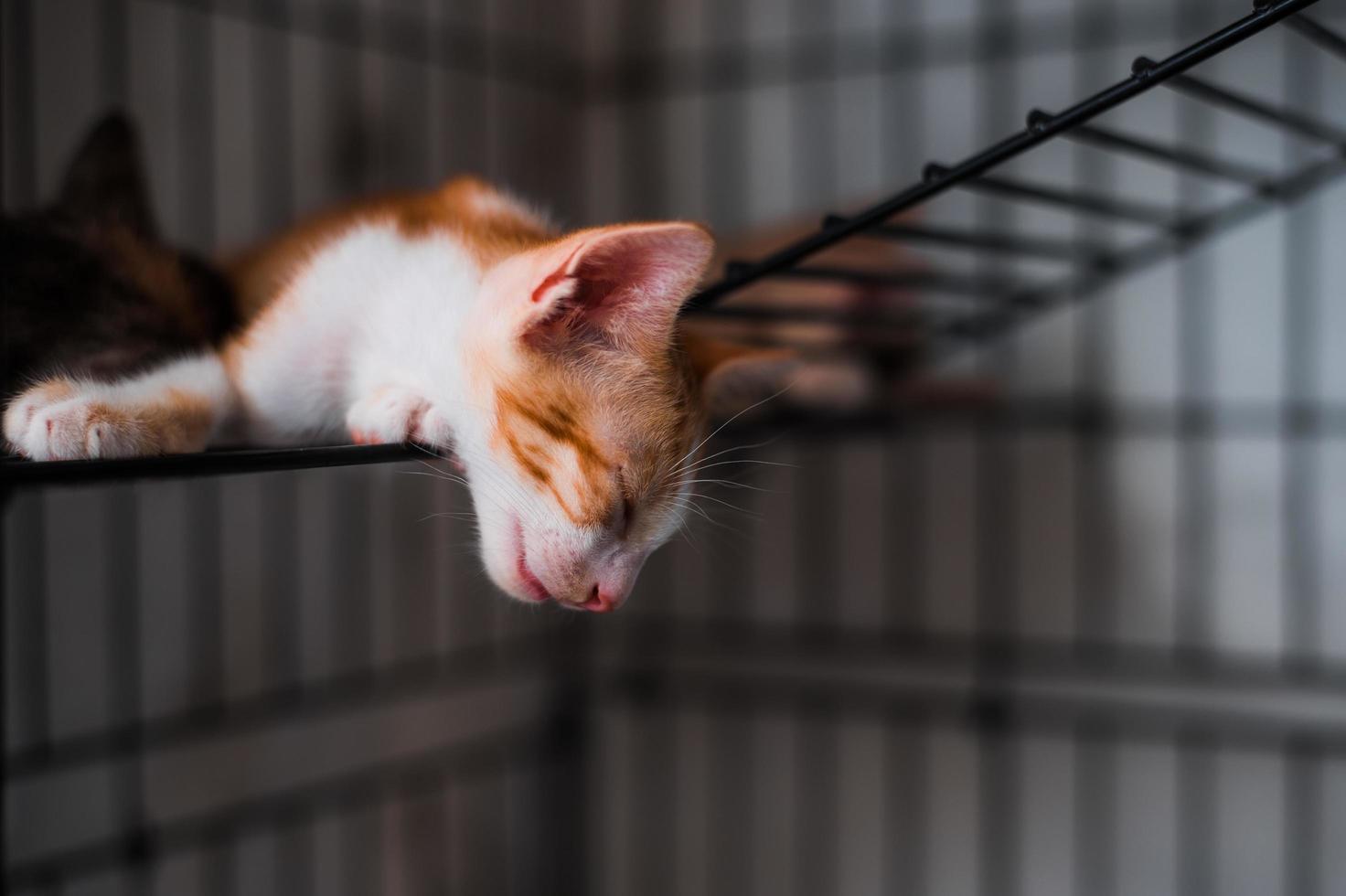 süße kurze haare asiatische kätzchen katze foto