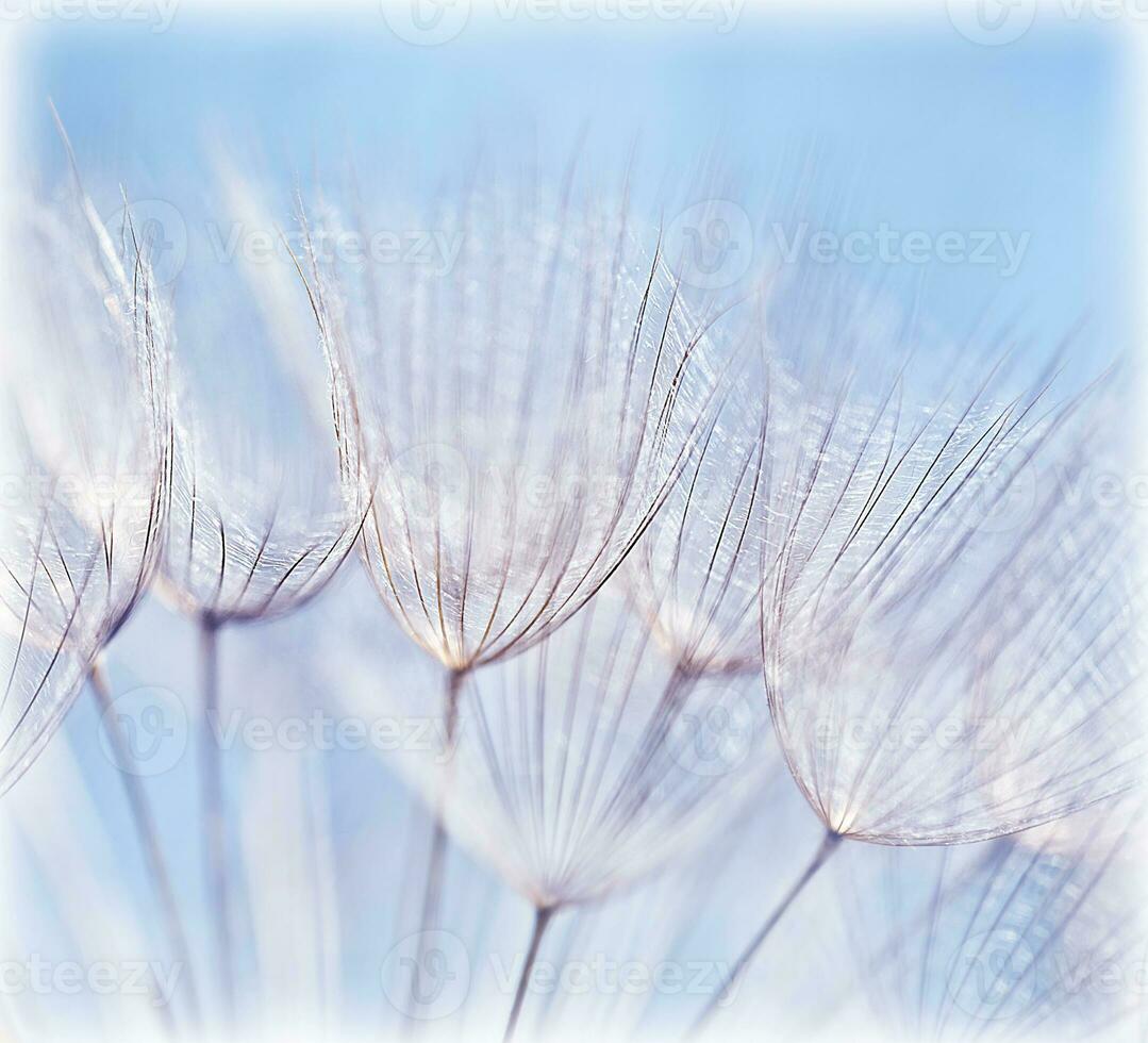 abstrakt Löwenzahn Blume Hintergrund foto