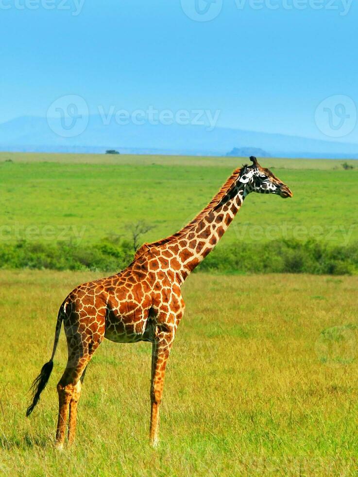 wilde afrikanische Giraffe foto